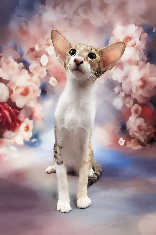 Idelia | Oriental Shorthair Kitten