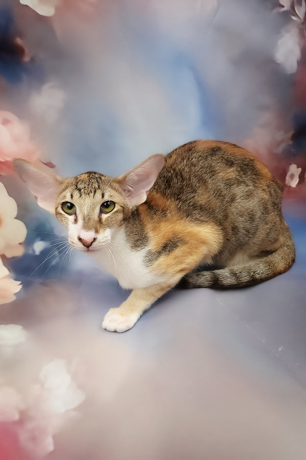 Idelia | Oriental Shorthair Kitten