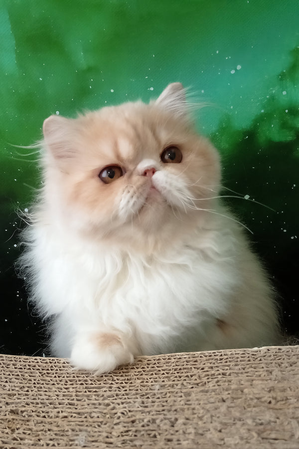 Idetta | Persian Kitten