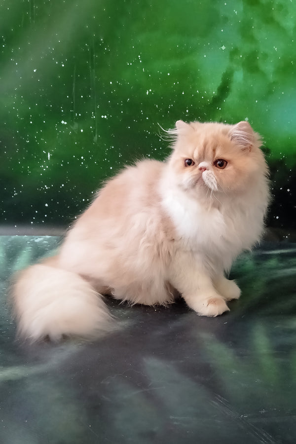 Idetta | Persian Kitten