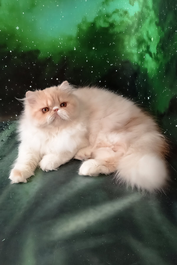 Idetta | Persian Kitten