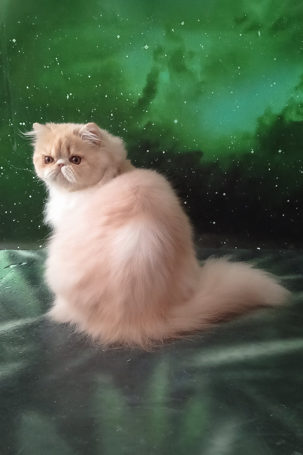 Idetta | Persian Kitten