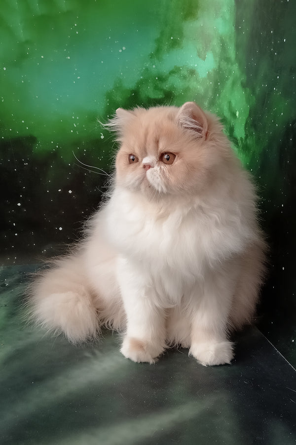 Idetta | Persian Kitten