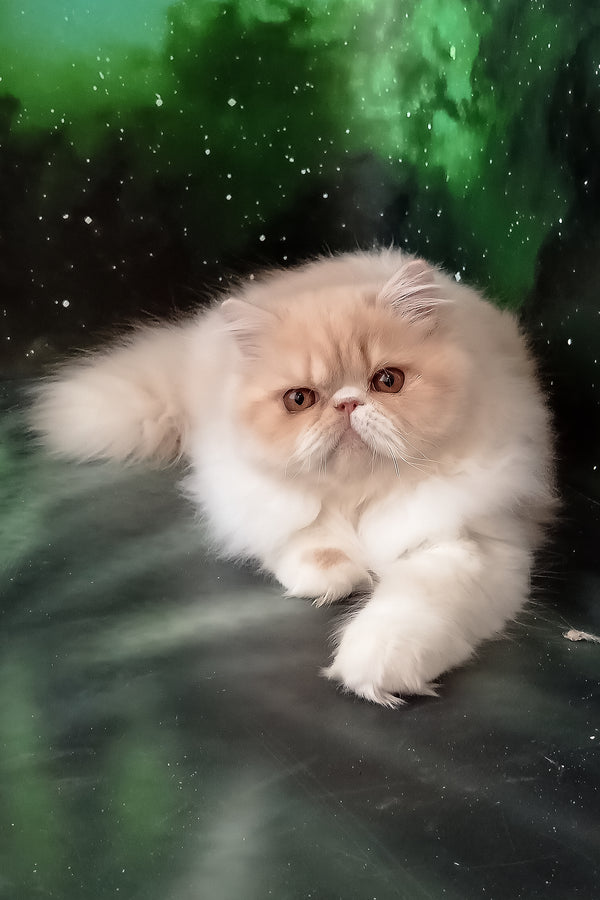Idetta | Persian Kitten