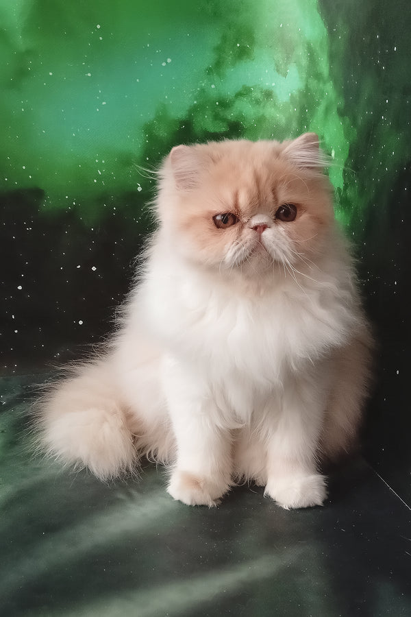 Idetta | Persian Kitten
