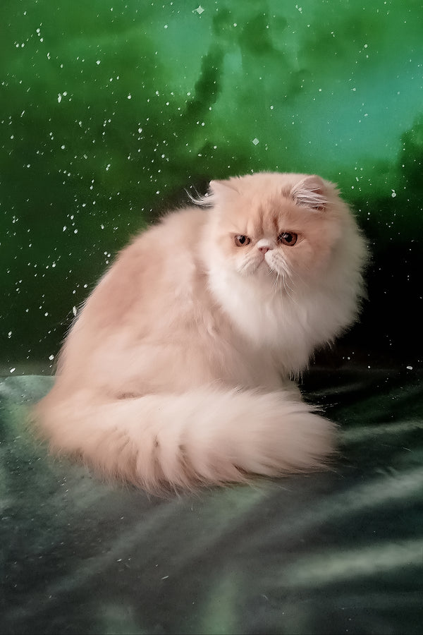 Idetta | Persian Kitten