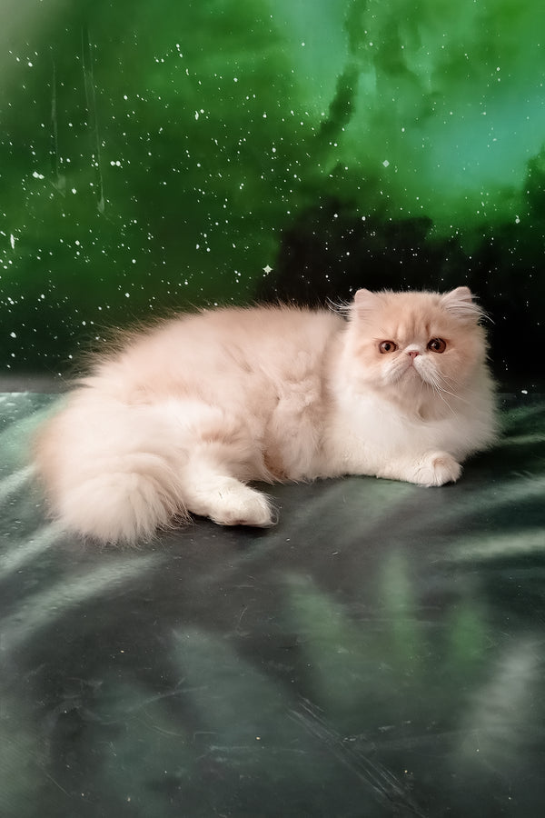 Idetta | Persian Kitten