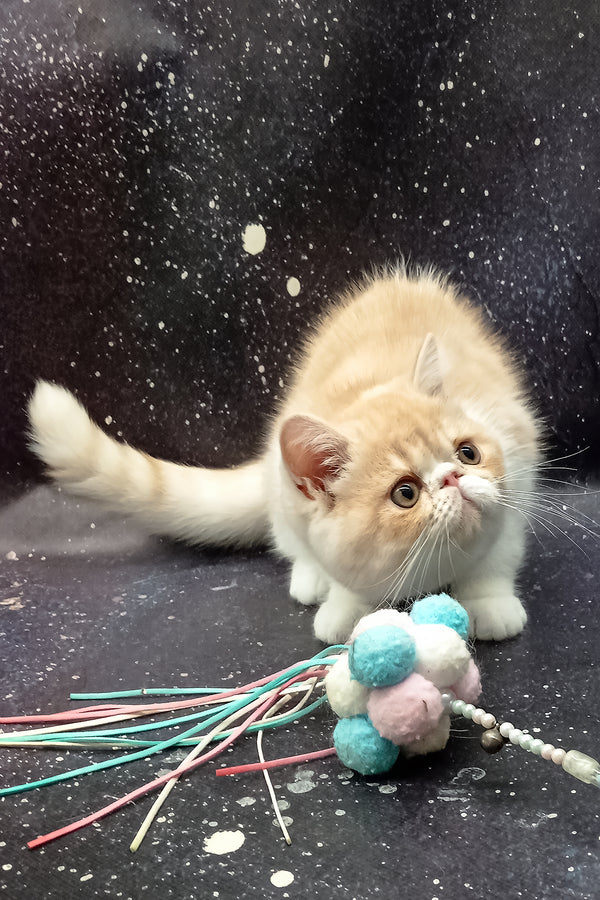 Ignat | Exotic Shorthair Kitten