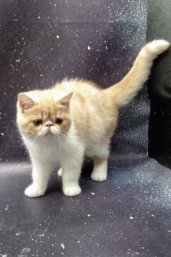 Ignat | Exotic Shorthair Kitten