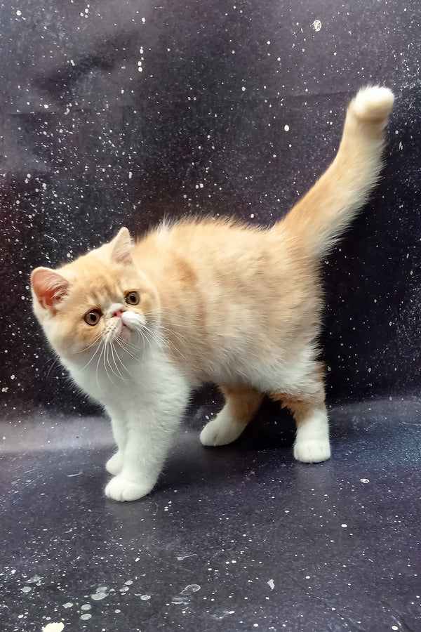 Ignat | Exotic Shorthair Kitten