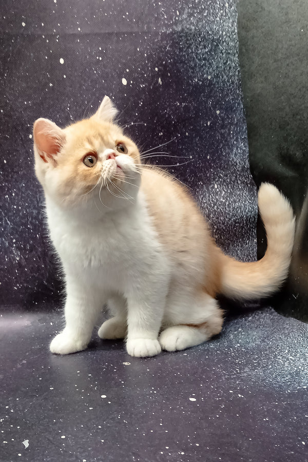 Ignat | Exotic Shorthair Kitten
