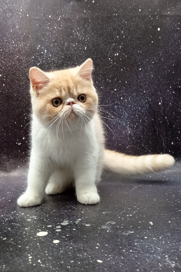 Ignat | Exotic Shorthair Kitten