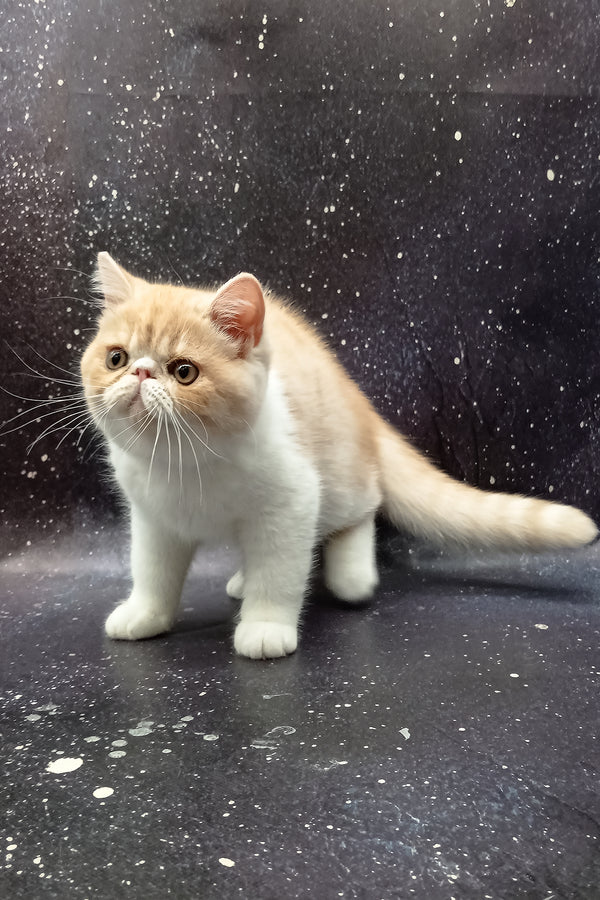 Ignat | Exotic Shorthair Kitten
