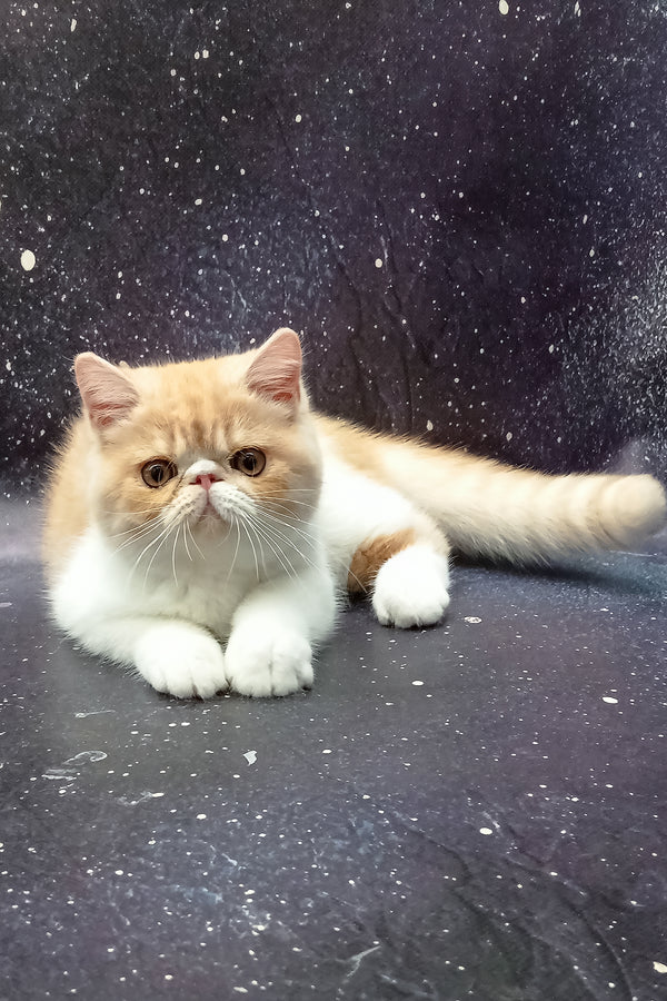 Ignat | Exotic Shorthair Kitten