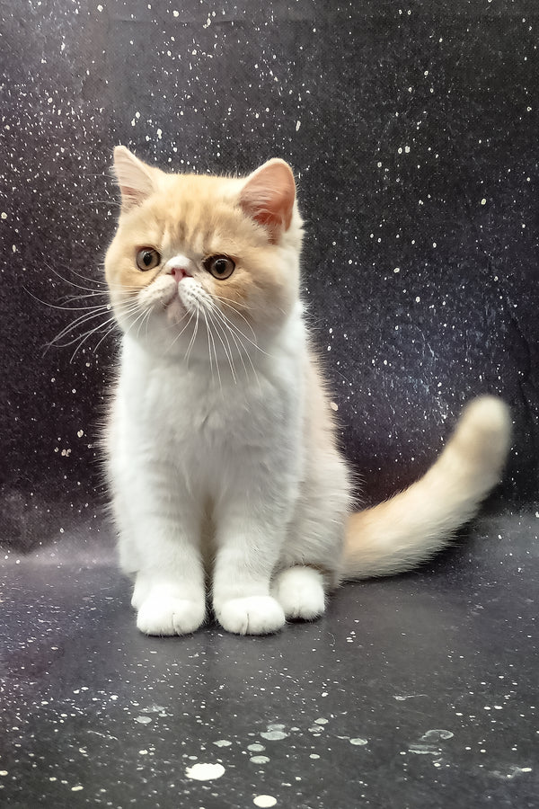 Ignat | Exotic Shorthair Kitten