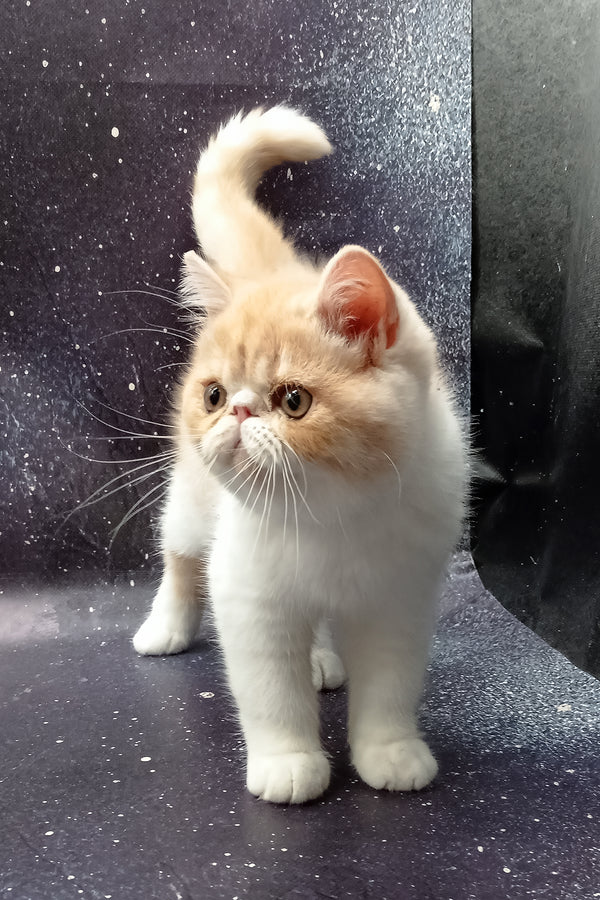 Ignat | Exotic Shorthair Kitten