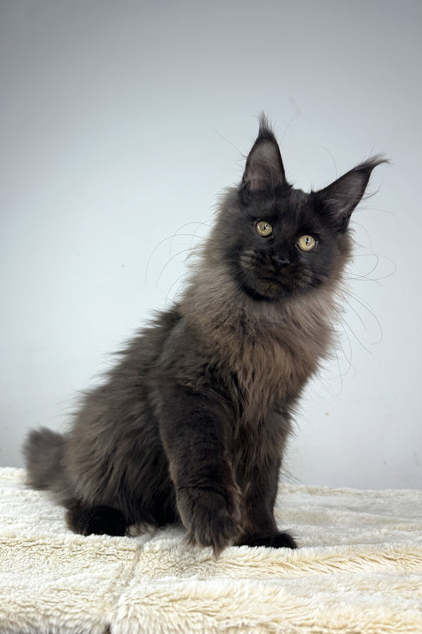 Igor | Maine Coon Kitten