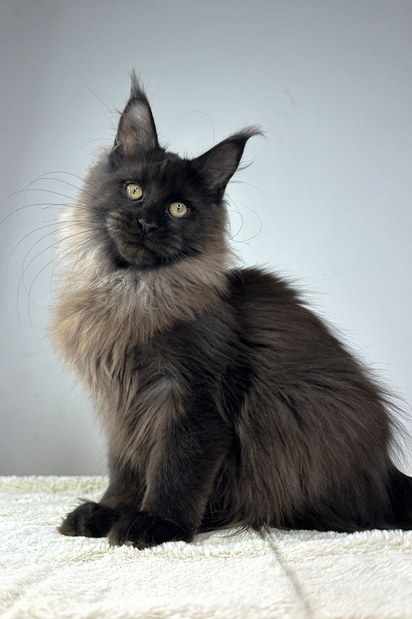 Igor | Maine Coon Kitten