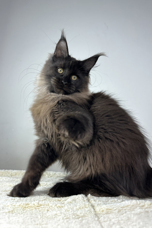 Igor | Maine Coon Kitten