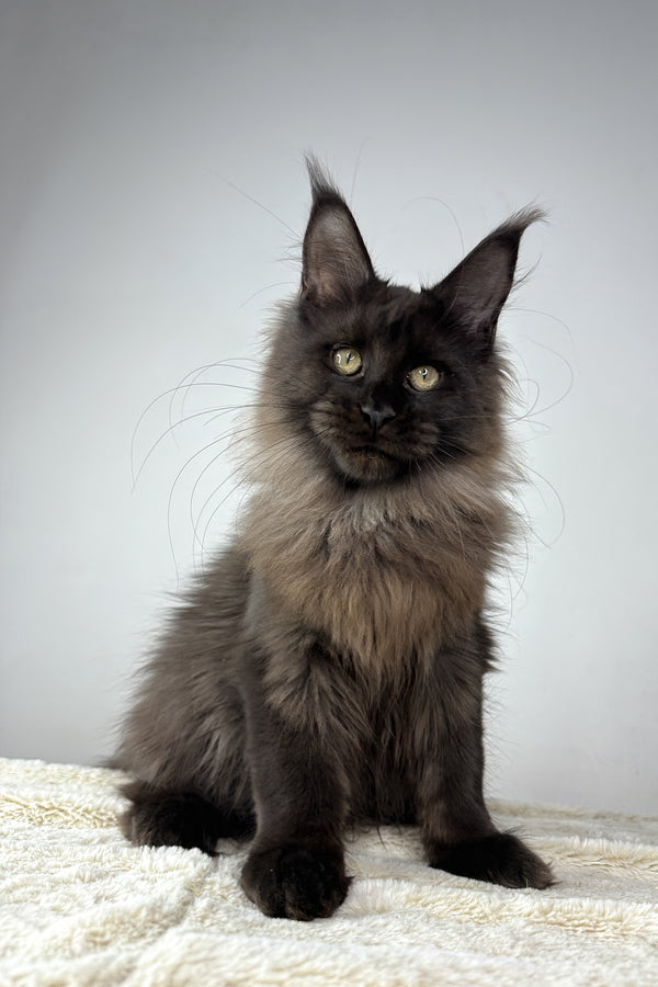 Igor | Maine Coon Kitten