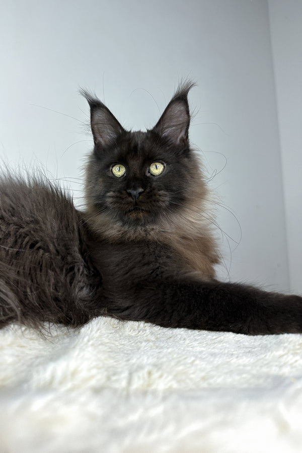 Igor | Maine Coon Kitten