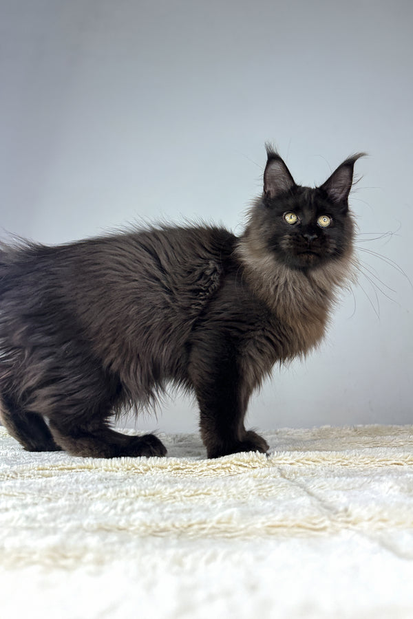 Igor | Maine Coon Kitten