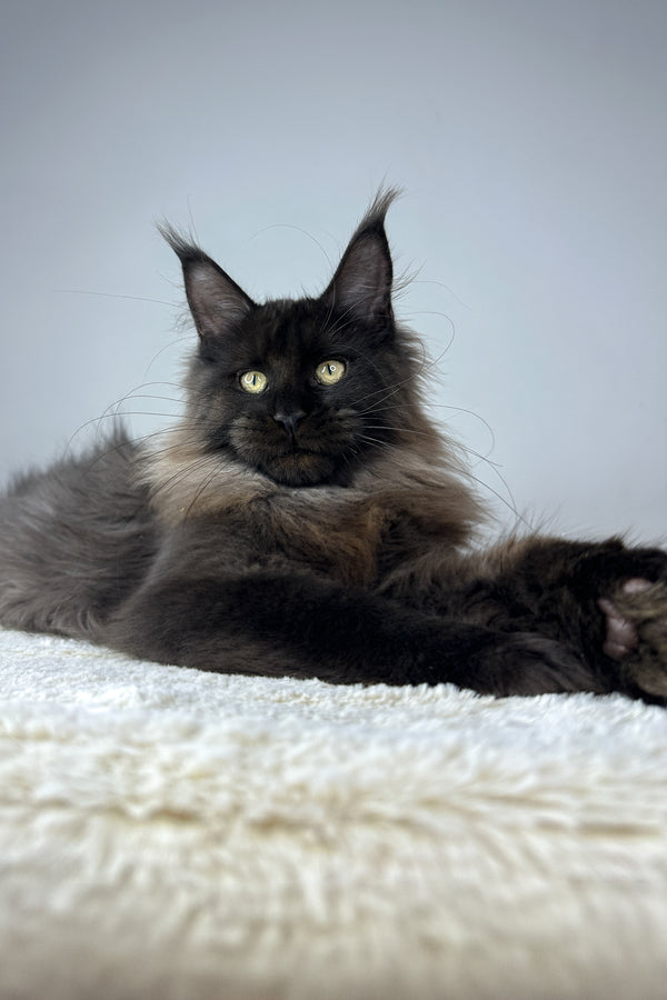 Igor | Maine Coon Kitten