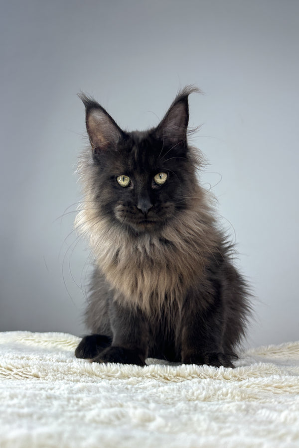 Igor | Maine Coon Kitten