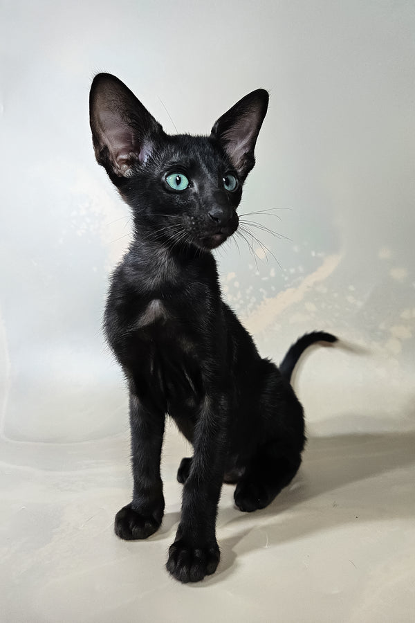Inki | Oriental Shorthair Kitten