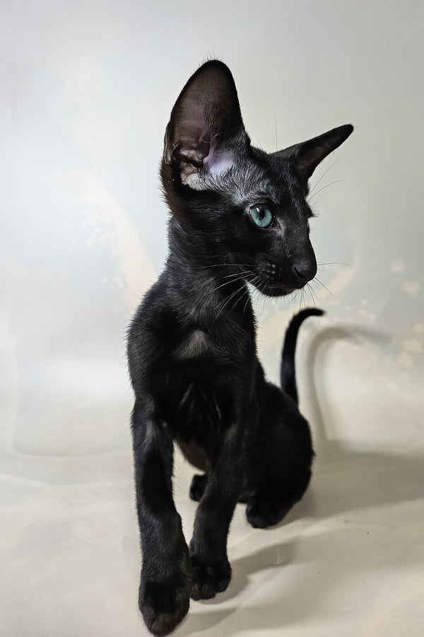 Inki | Oriental Shorthair Kitten