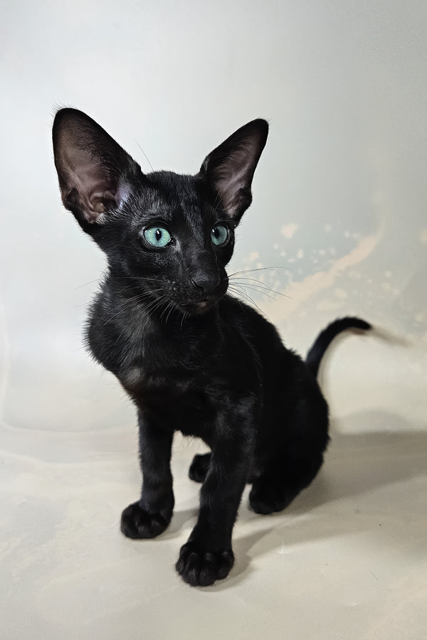 Inki | Oriental Shorthair Kitten