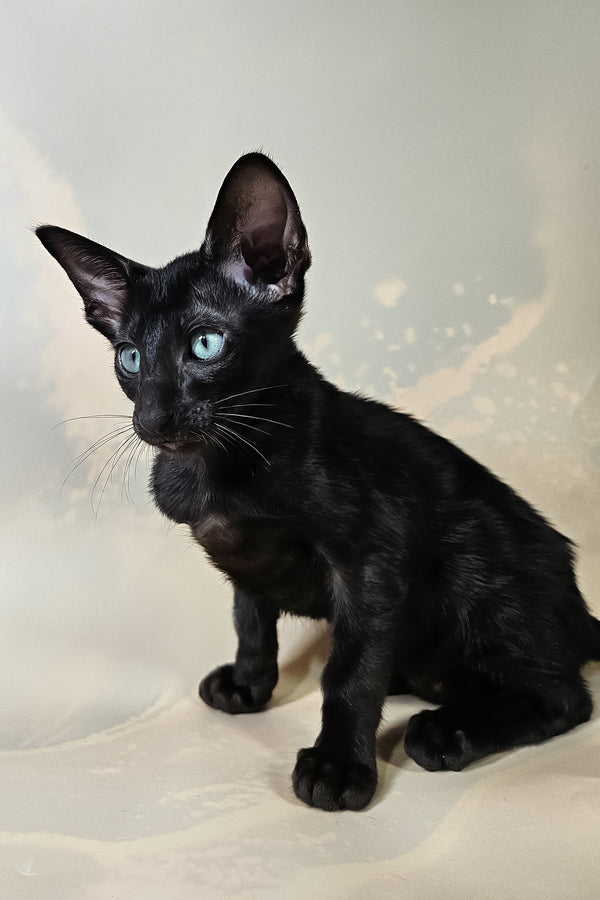 Inki | Oriental Shorthair Kitten