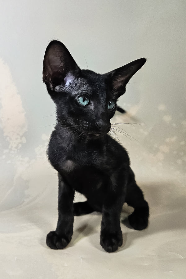Inki | Oriental Shorthair Kitten