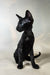 Inki | Oriental Shorthair Kitten