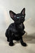 Inki | Oriental Shorthair Kitten