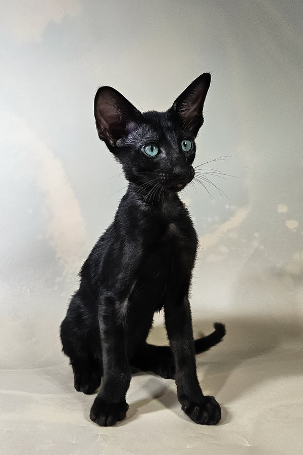 Inki | Oriental Shorthair Kitten
