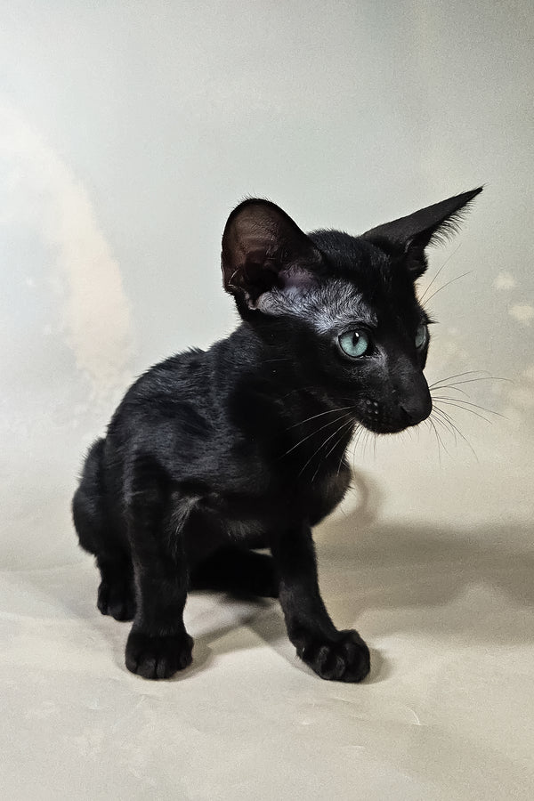 Inki | Oriental Shorthair Kitten