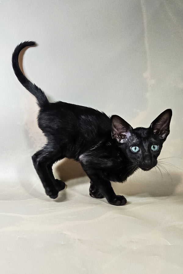 Inki | Oriental Shorthair Kitten