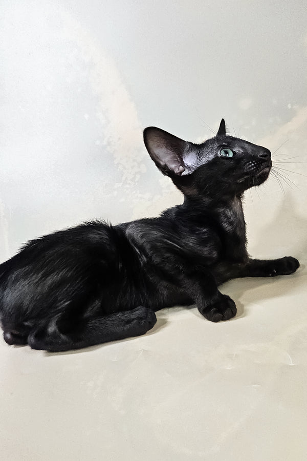 Inki | Oriental Shorthair Kitten
