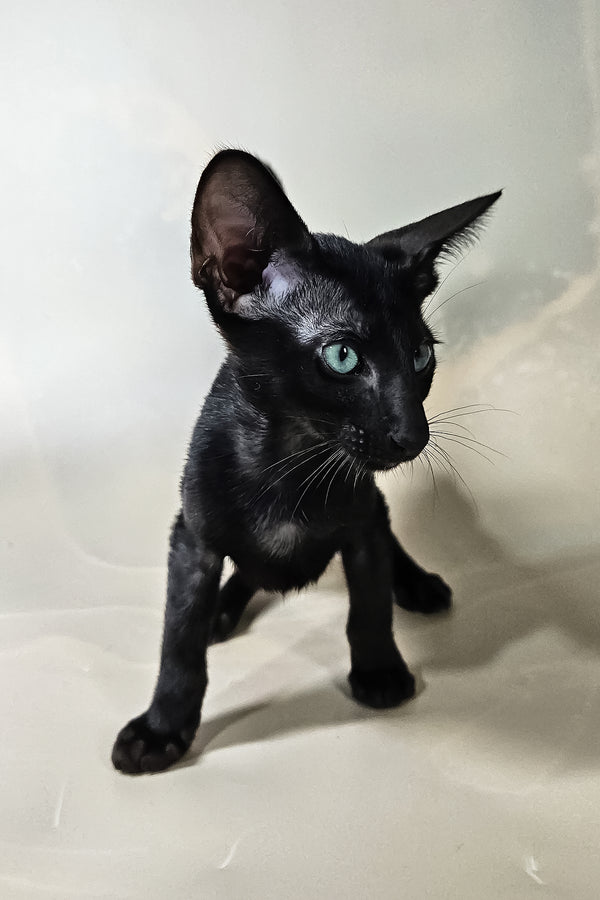 Inki | Oriental Shorthair Kitten