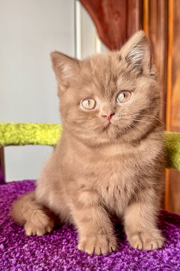 Ikar | British Shorthair Kitten
