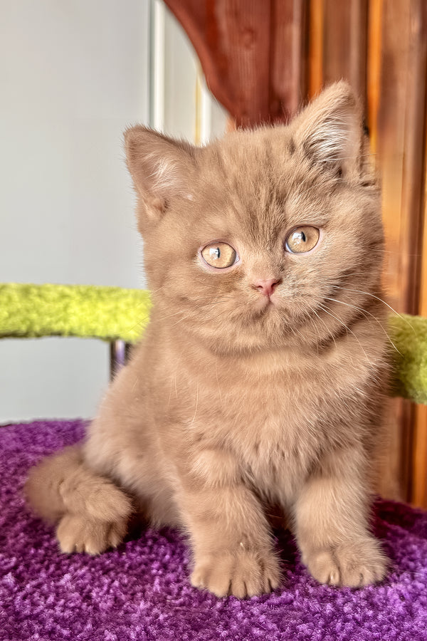 Ikar | British Shorthair Kitten