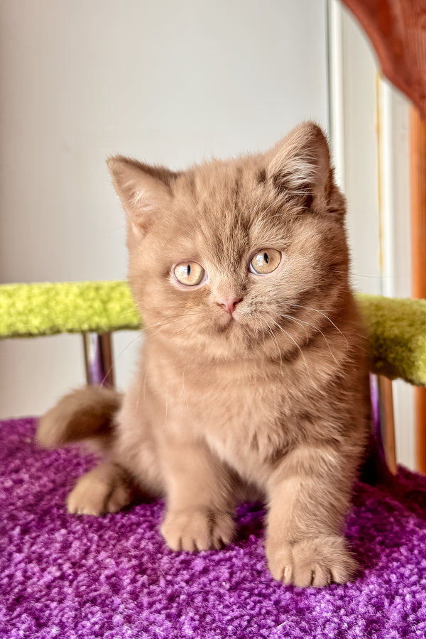 Ikar | British Shorthair Kitten