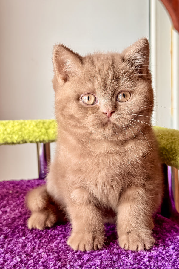 Ikar | British Shorthair Kitten