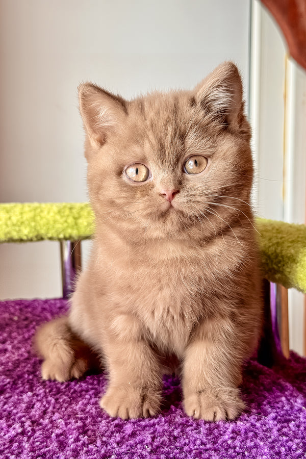 Ikar | British Shorthair Kitten