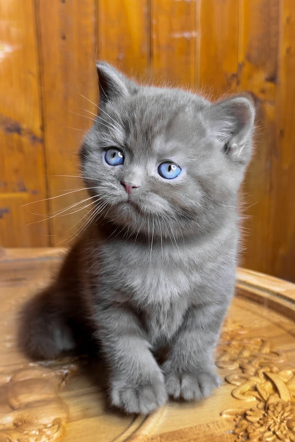 Ikar | British Shorthair Kitten
