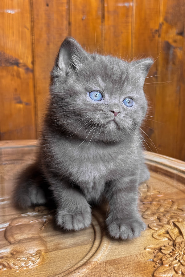 Ikar | British Shorthair Kitten
