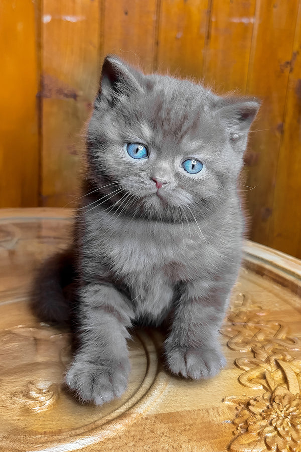 Ikar | British Shorthair Kitten