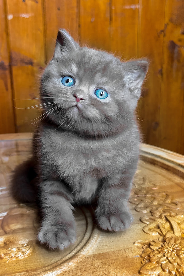 Ikar | British Shorthair Kitten