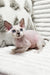 Ilan | Devon Rex Kitten
